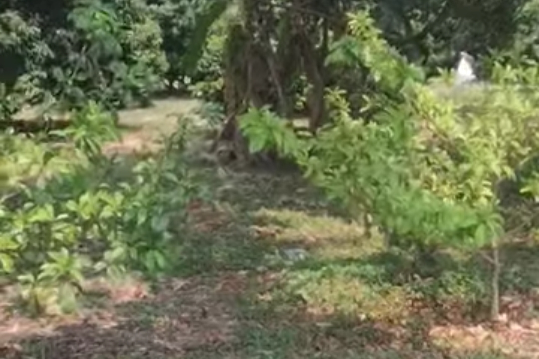 Land