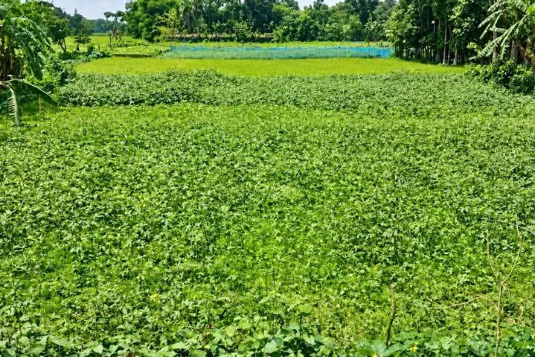 Land