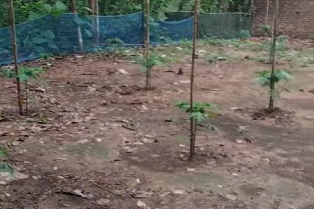 Land