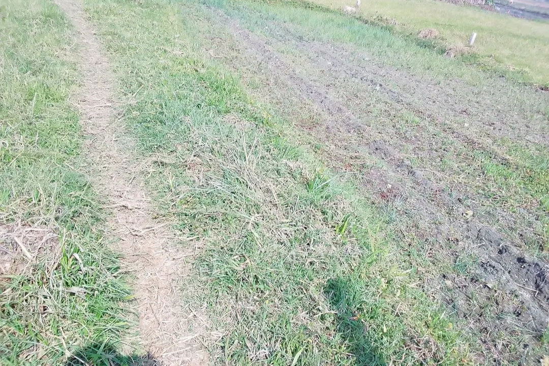 Land