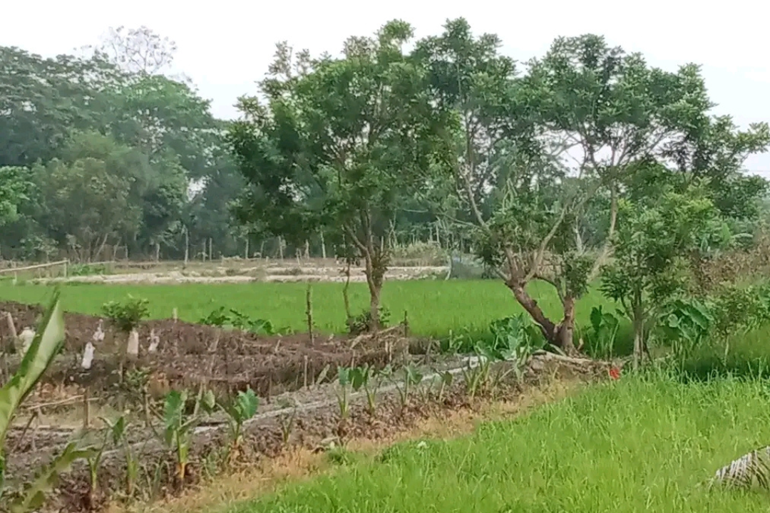 Land