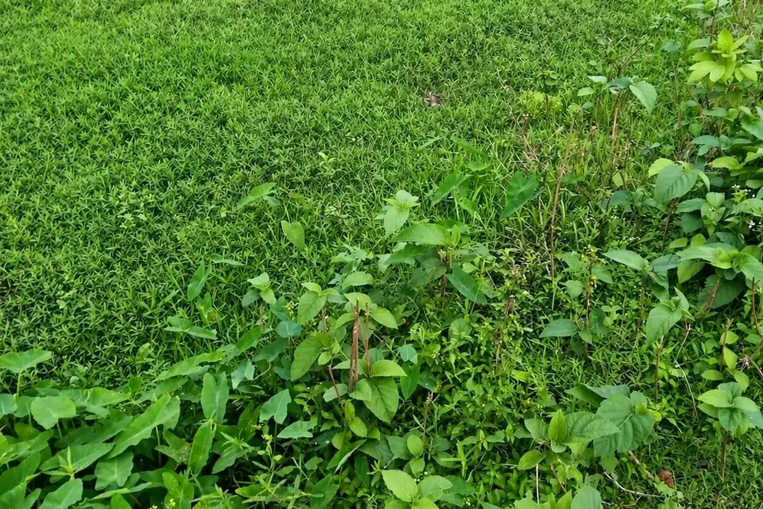 Land