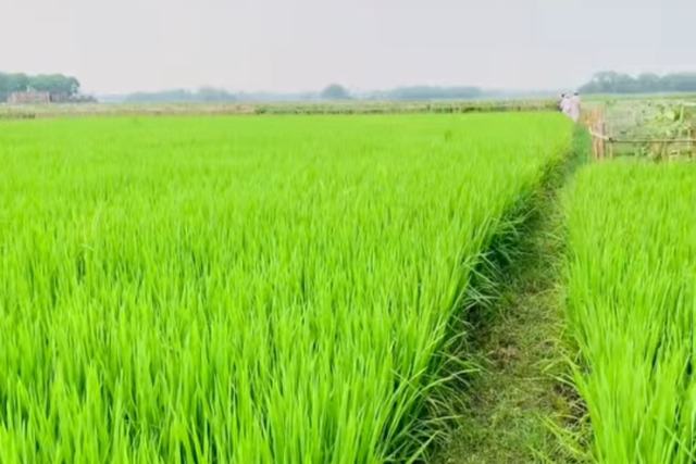 সাভারের বিরুলিয়ায় নামমাত্র মূল্যে ৭.৫ শতাংশ নিষ্কণ্টক ধানি জমি বিক্রয়