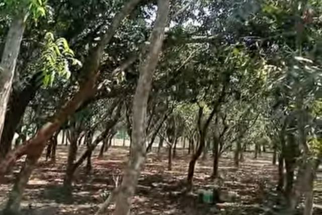 নড়াইল হাইওয়ে সংলগ্ন তারাগঞ্জ ভাইনা গ্রামে বিশাল আমবাগান বিক্রি