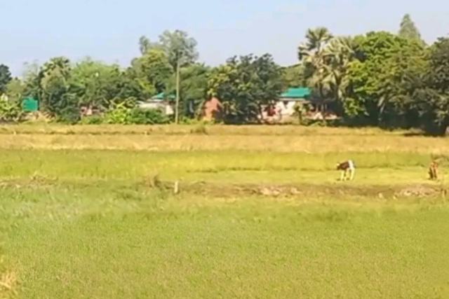 গাজীপুর বোর্ড বাজারে ১৬ ফুট প্রশস্ত রাস্তাসহ ১০ কাঠা নিষ্কণ্টক জমি বিক্রয়