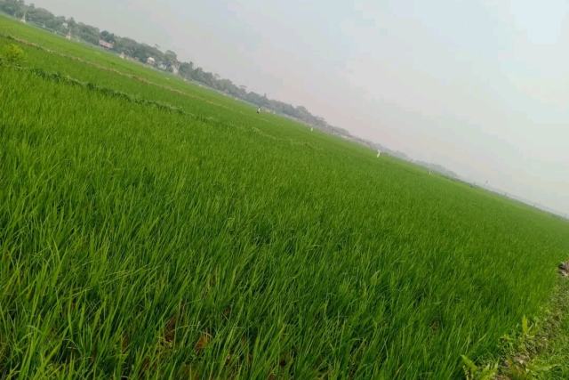ঢাকা উত্তর সিটি কর্পোরেশনের ৪৪ নং ওয়ার্ডে সাশ্রয়ী মূল্যে প্লট বিক্রয়