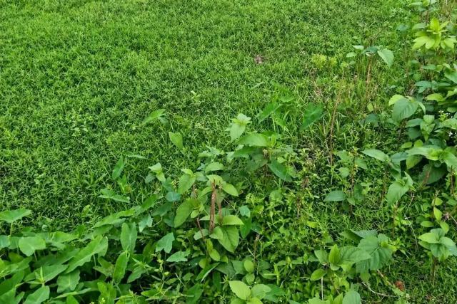 ময়মনসিংহের বাদে কল্লা পূর্ব পাড়ায় ৫ ও ৭.৫ শতাংশ জমি বিক্রয়